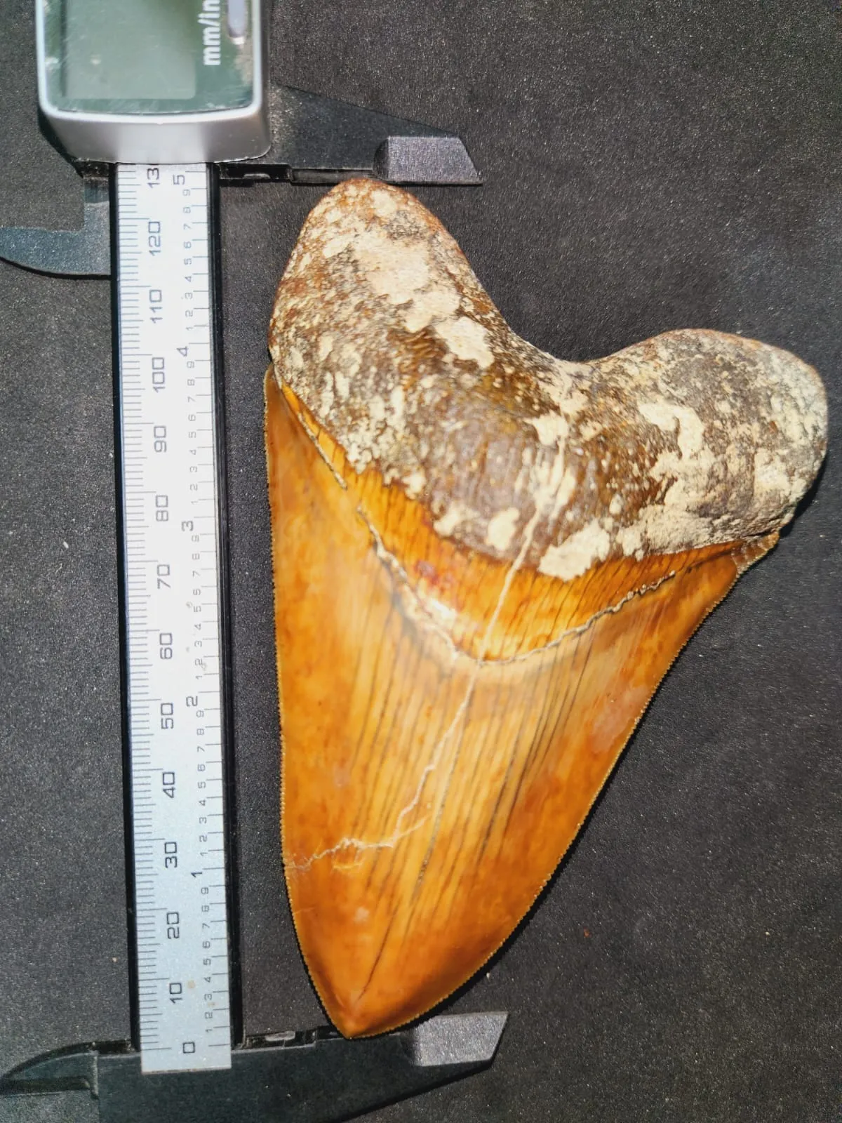 Natural Megalodon Tooth from Indonesia - 5.02