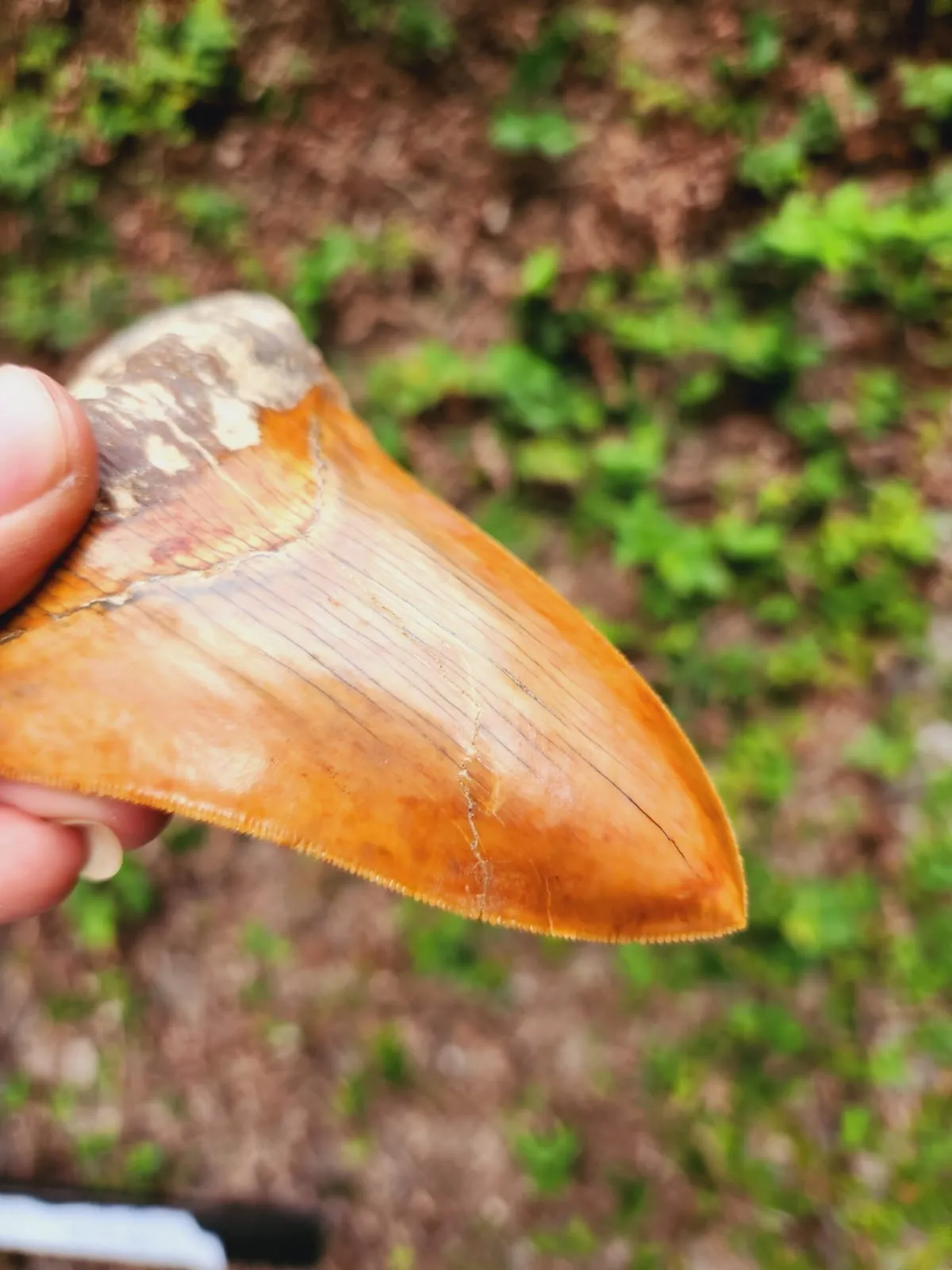 Natural Megalodon Tooth from Indonesia - 5.02