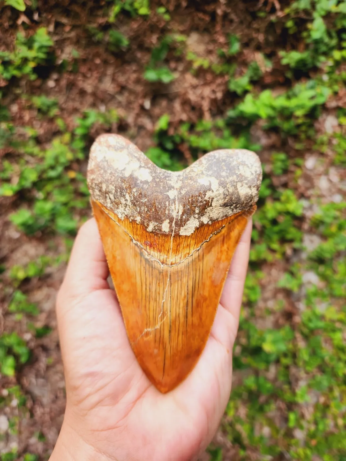 Natural Megalodon Tooth from Indonesia - 5.02