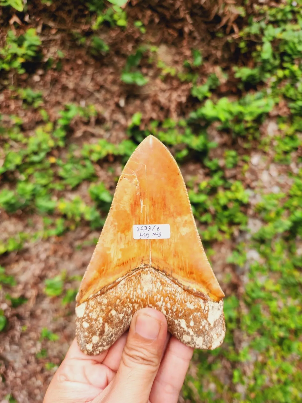 Natural Megalodon Tooth from Indonesia - 5.02