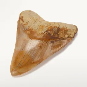 Natural Megalodon Tooth from Indonesia - 5.5