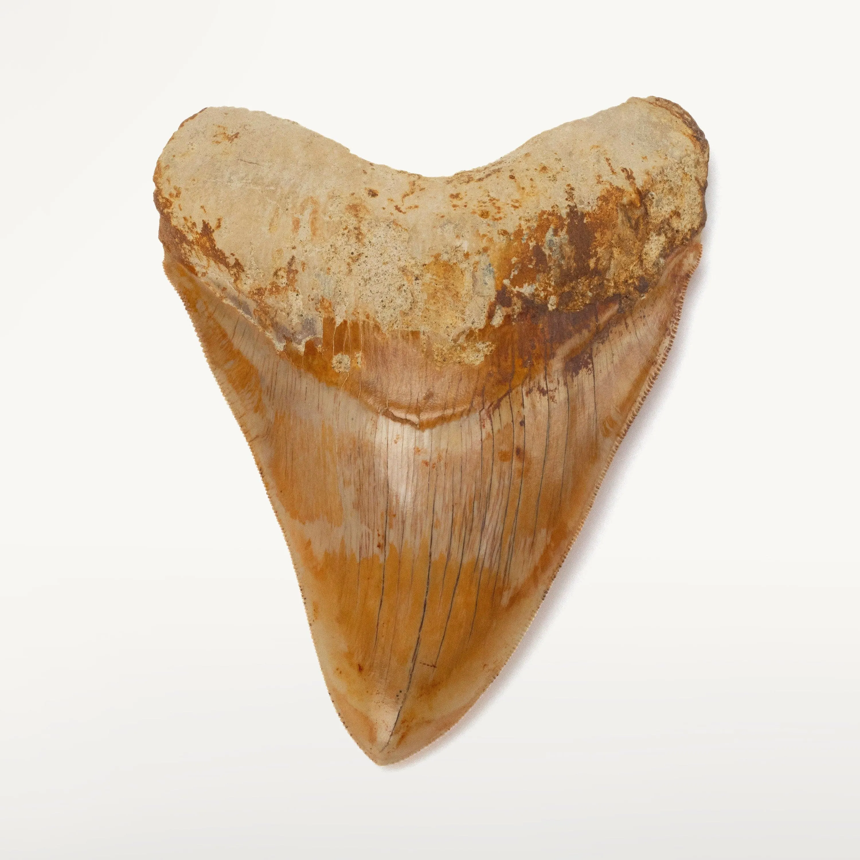 Natural Megalodon Tooth from Indonesia - 5.5