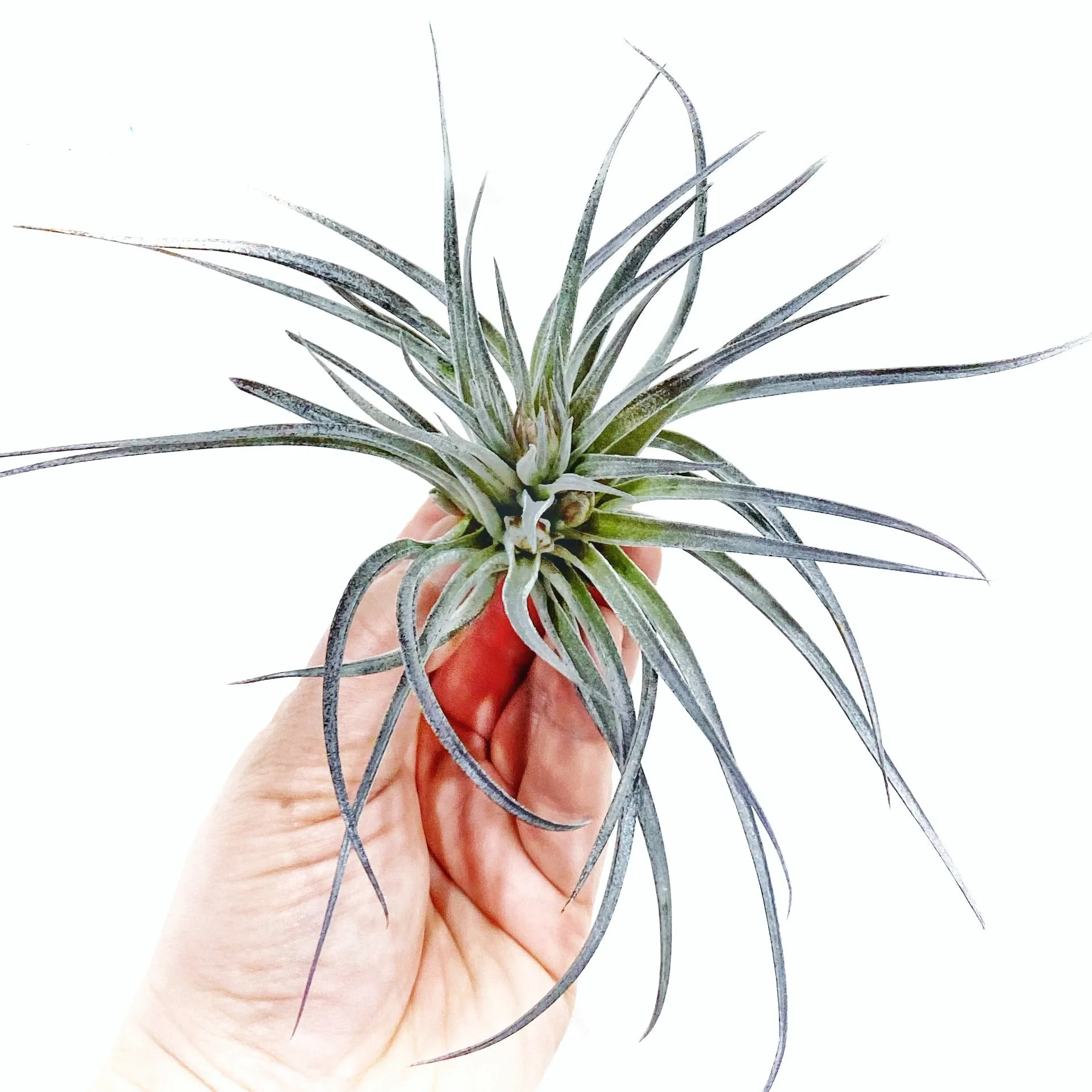 T. Stricta Soft Purple